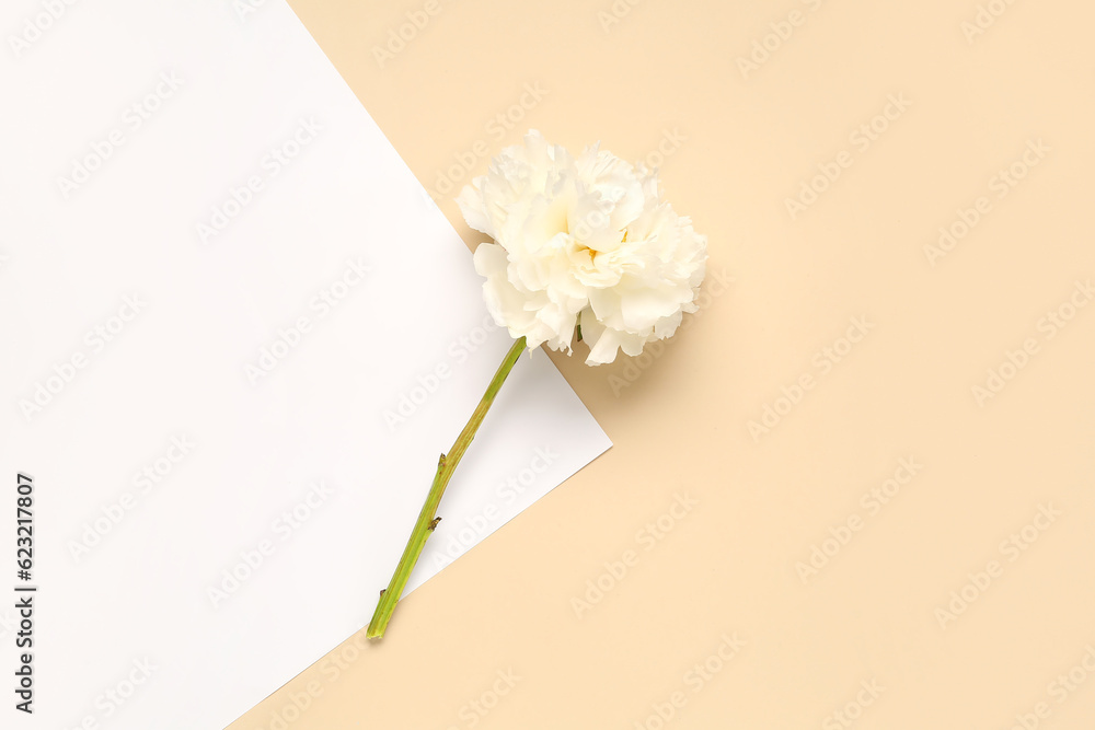 White peony flower on color background