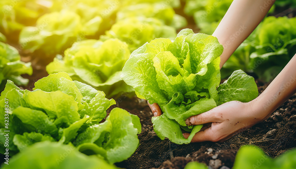 woman hands picking green lettuce in vegetable garden. generative ai