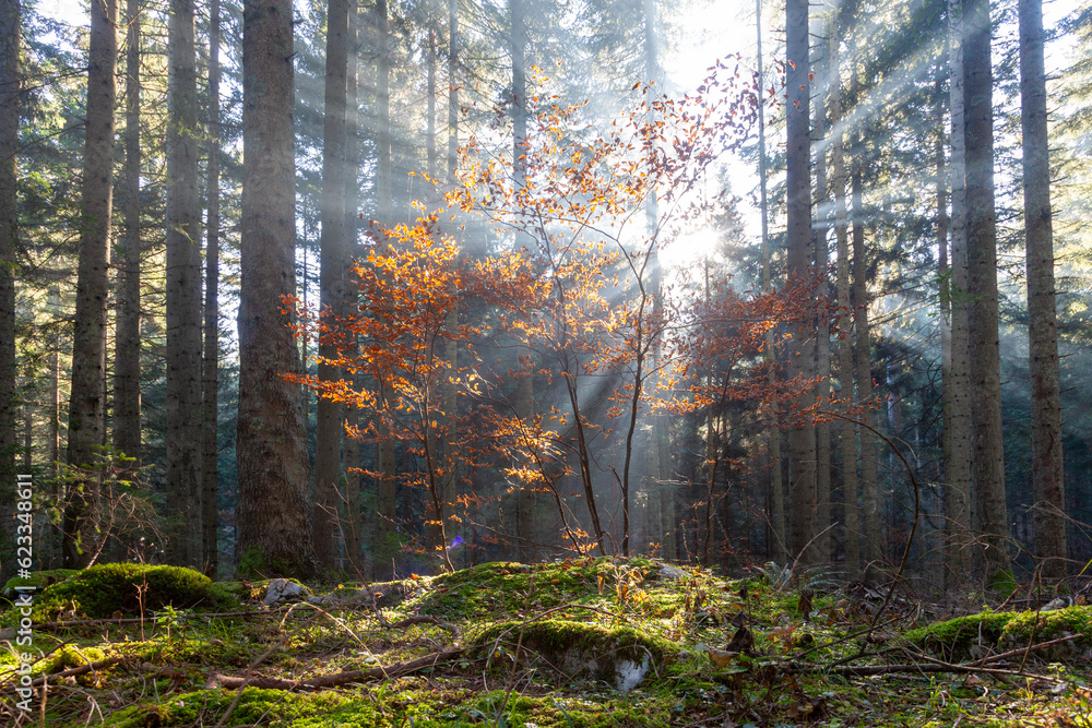 Sun rays through fall seasonal trees in the forest.