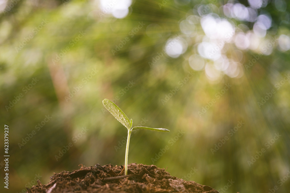 Small growing plant sprout growing with rays light