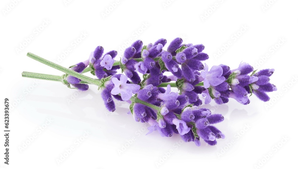 Lavender flowers isolated on white background