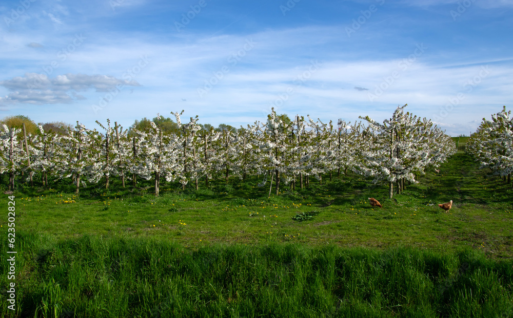 Blooming  tree in the garden