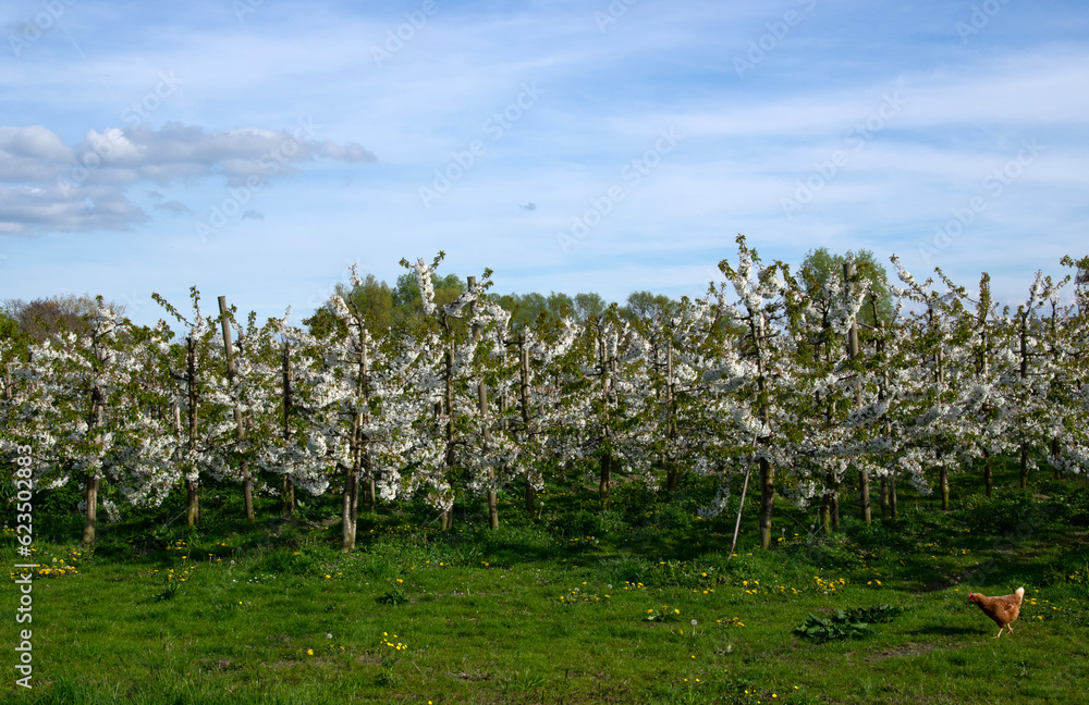 Blooming  tree in the garden