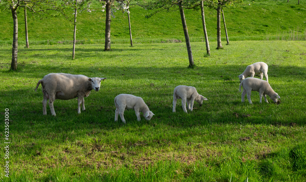 sheep graze on a green meadow