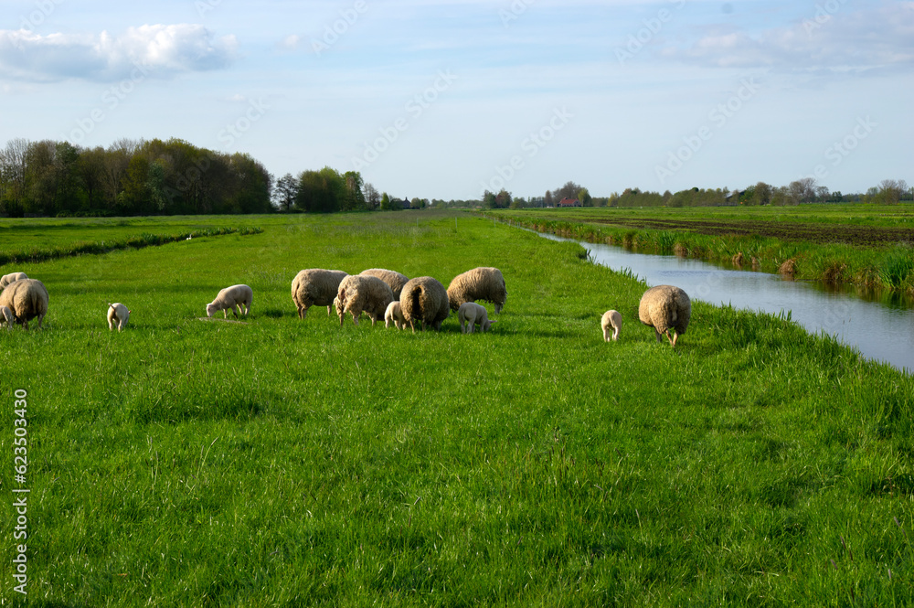 sheep graze on a green meadow