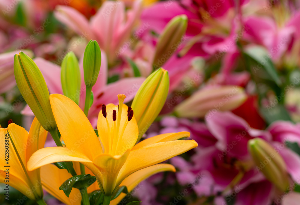 Multi-colored lily close-up