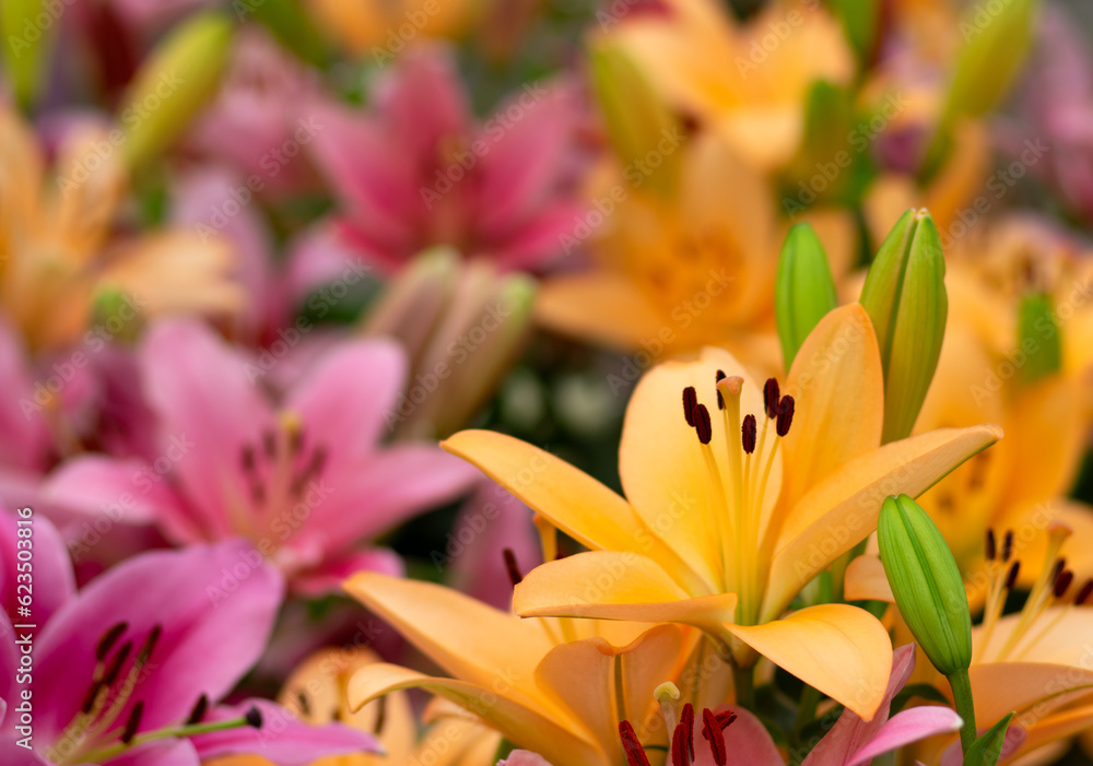 Multi-colored lily close-up