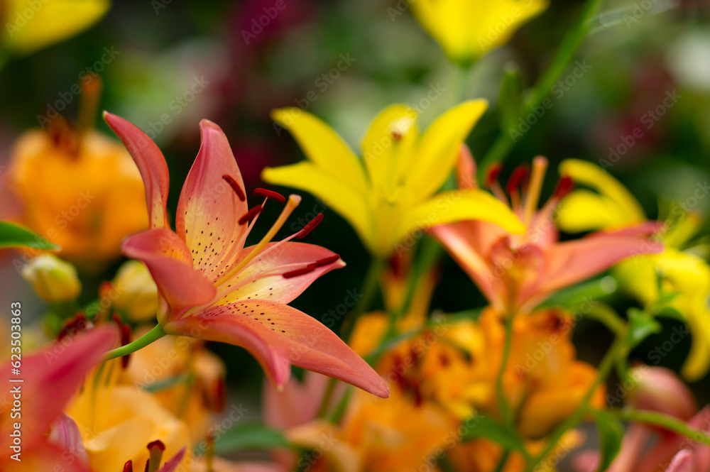 Multi-colored lily close-up