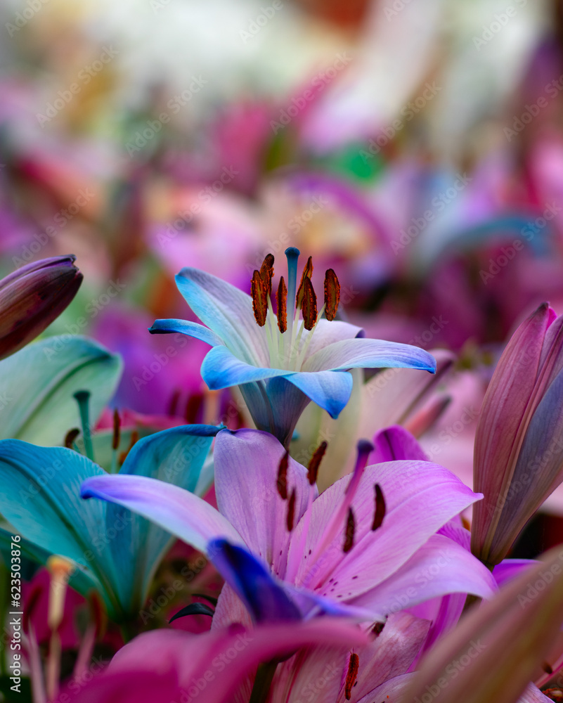 Multi-colored lily close-up