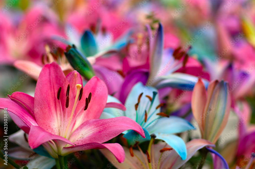 Multi-colored lily close-up