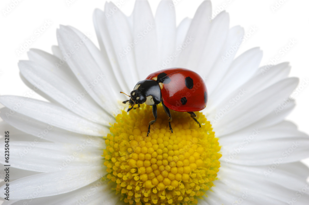 Ladybug on the chamomiles flower