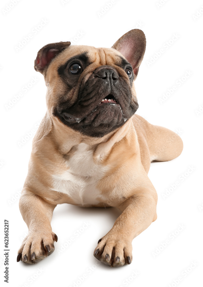 Cute French bulldog lying on white background