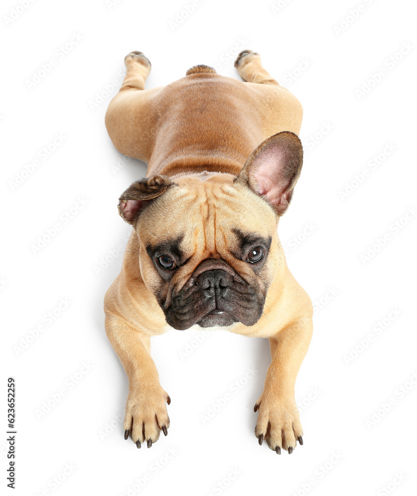 Cute French bulldog lying on white background