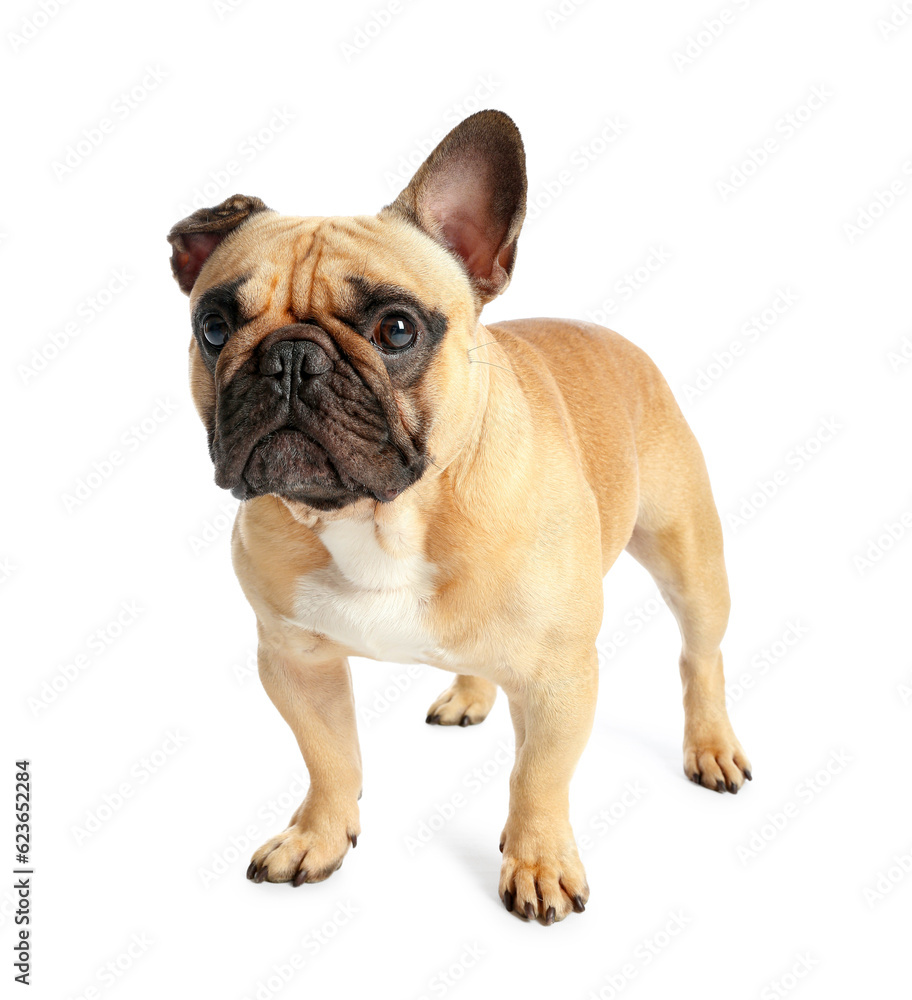 Cute French bulldog on white background