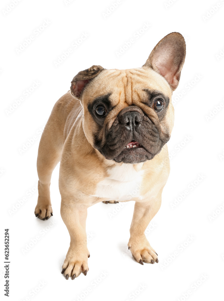 Cute French bulldog on white background