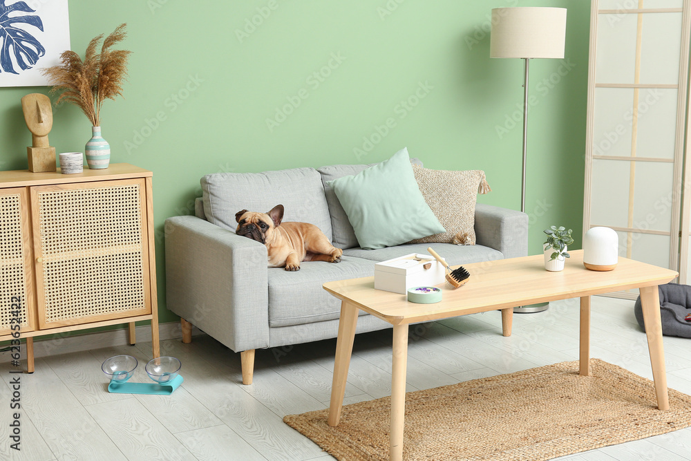 Cute French bulldog lying on sofa in living room