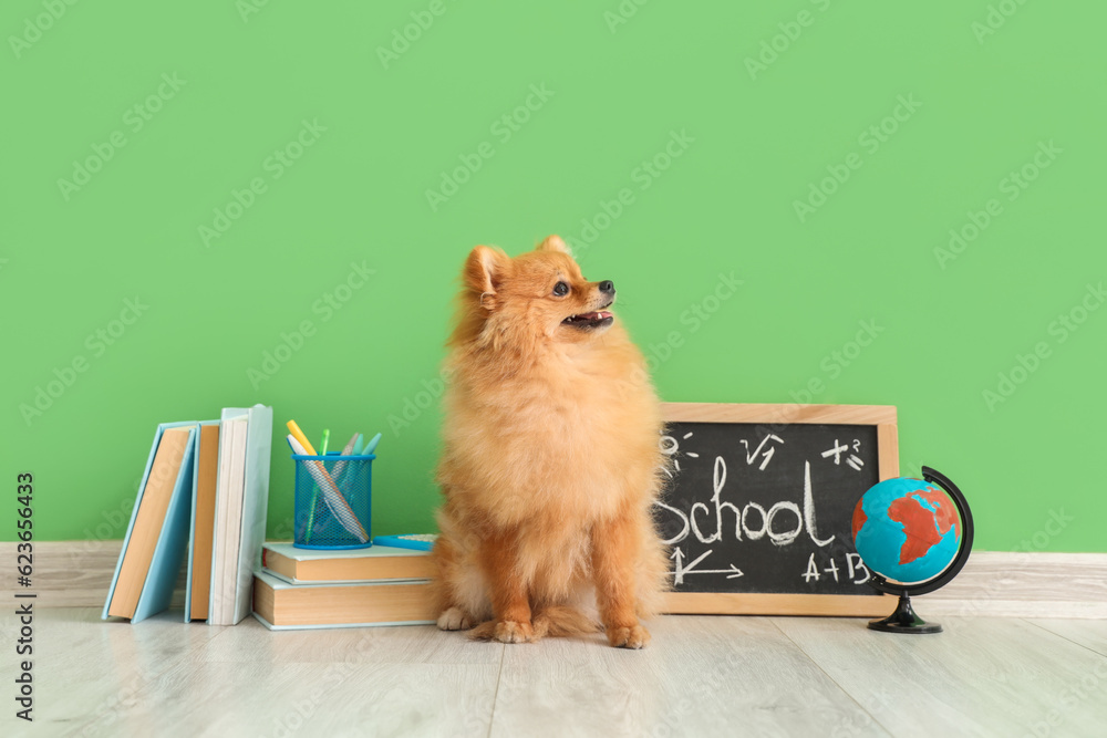 Cute Pomeranian dog with school supplies near green wall