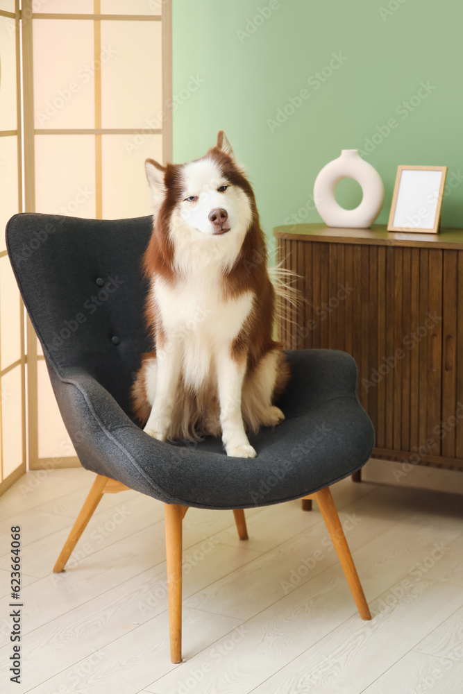 Cute Husky dog sitting on armchair in living room