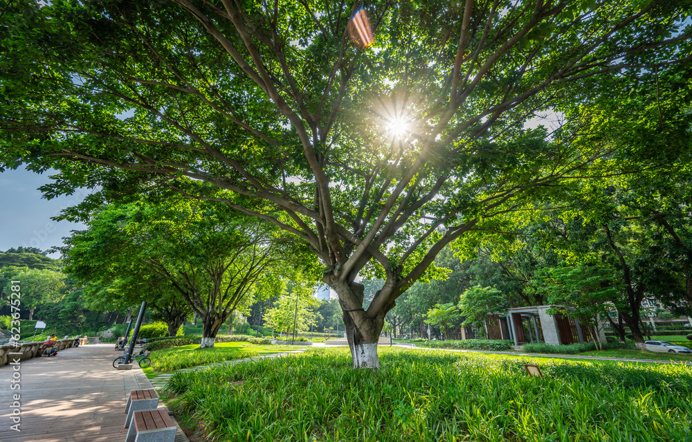 Big banyan tree in the green belt of Yanjiang Park, Zengcheng District, Guangzhou, China