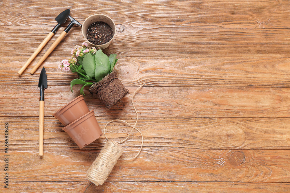 Different gardening tools and plant on wooden background