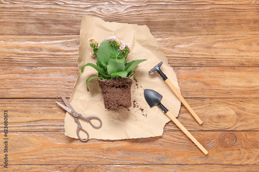 Plant with soil, shovel, scissors and rake on wooden background