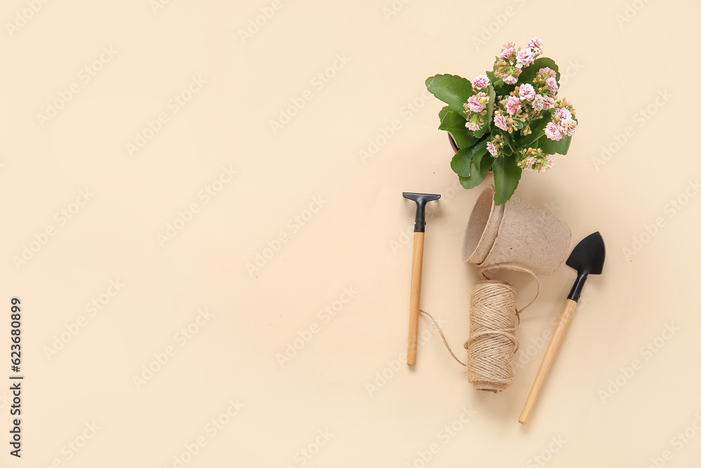 Pots with plant and gardening tools on beige background