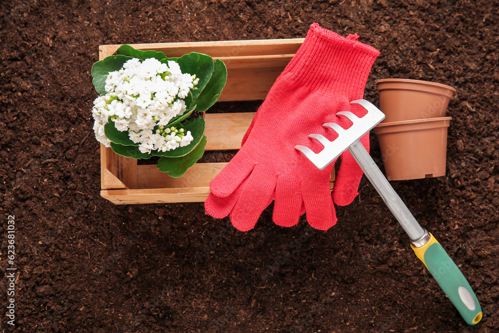 Wooden box with gloves, pots and plant in garden