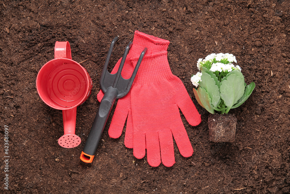 Different gardening tools and plant in garden