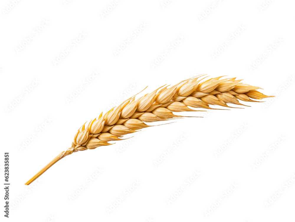 An ear of wheat isolated on transparent or white background, png