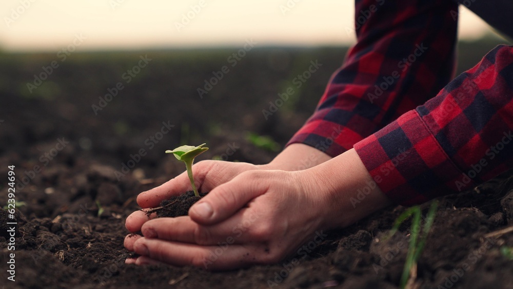 Farmer hands hold green sprout with soil. Sprouted seed in fertile soil. Agricultural industry. Plan