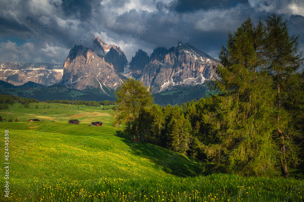 Alpine landscape with larch forest and flowery fields, Dolomites