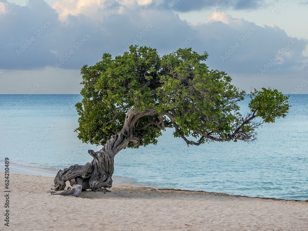 Fofoti Tree - the famous landmark of Aruba Eagle Beach in the morning sunlight