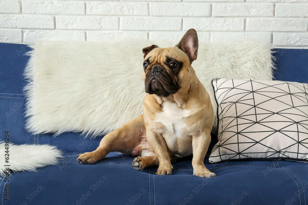 Cute French bulldog sitting on sofa in living room