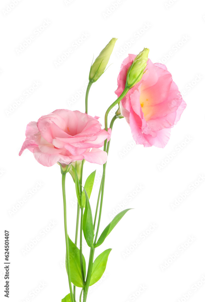 Beautiful pink eustoma flowers on white background