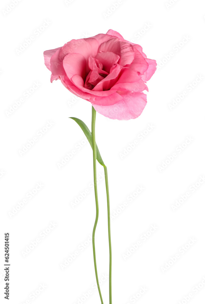 Beautiful pink eustoma flower on white background