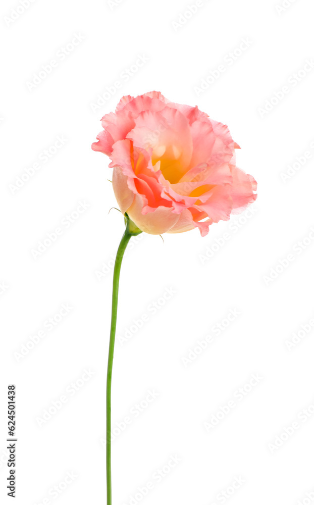 Beautiful pink eustoma flower on white background