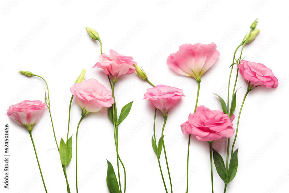 Beautiful pink eustoma flowers on white background