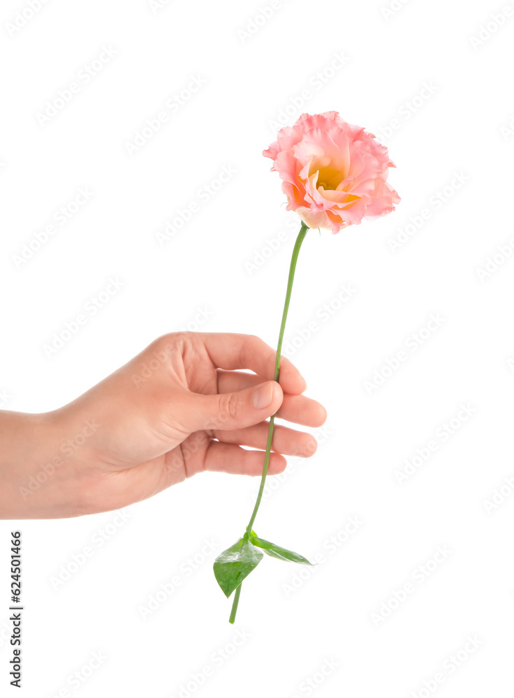 Female hand holding beautiful pink eustoma flower on white background