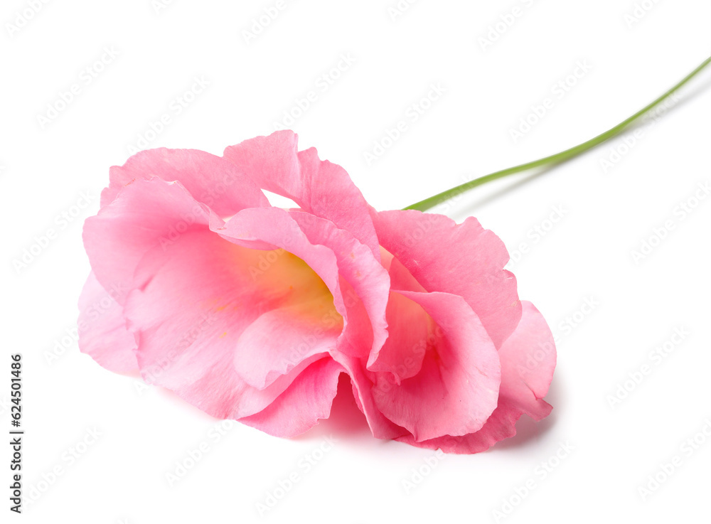 Beautiful pink eustoma flower on white background