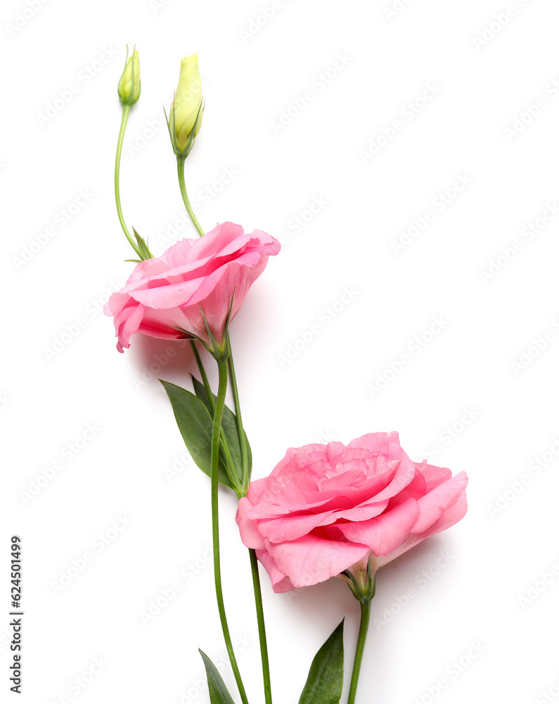 Beautiful pink eustoma flowers on white background