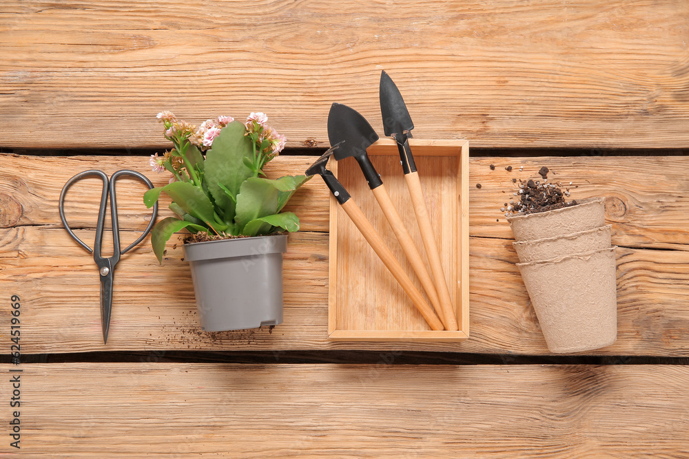 Pots with plant and different gardening tools on wooden background