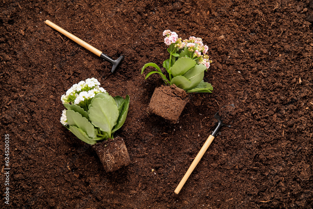 Plants with soil, shovel and rake in garden