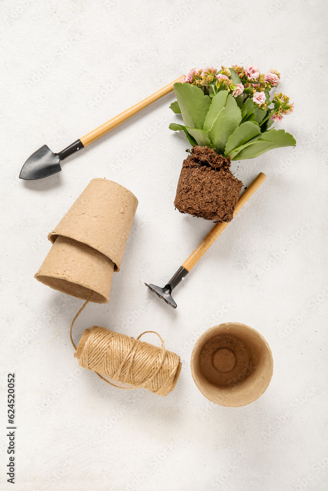 Different gardening tools and plant on light background