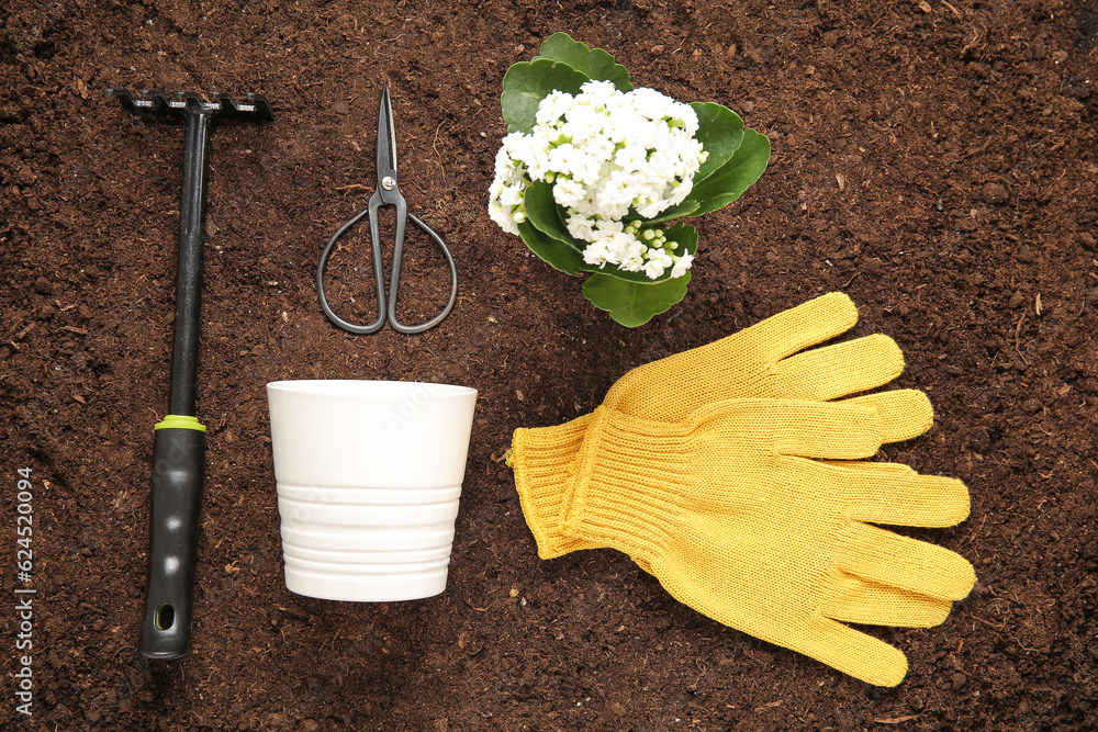 Different gardening tools and plant in garden