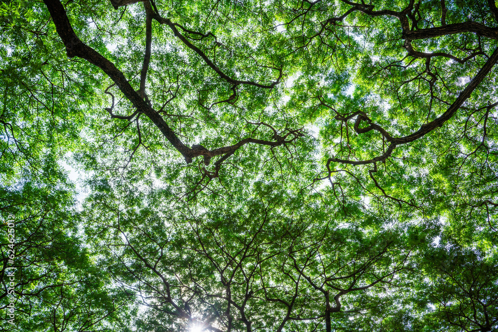 Bottom view of tree trunk to green leaves of big tree in tropical forest with sunlight, Fresh enviro