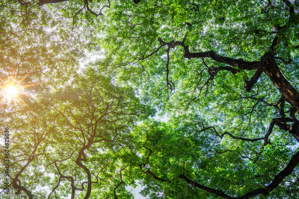 Bottom view of tree trunk to green leaves of big tree in tropical forest with sunlight, Fresh enviro