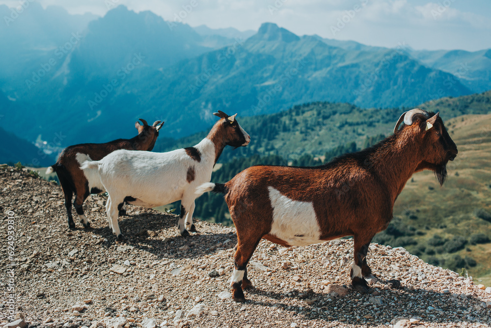 Three small alpine goats standing on top of a mountain, Dolomite Alps, Italy