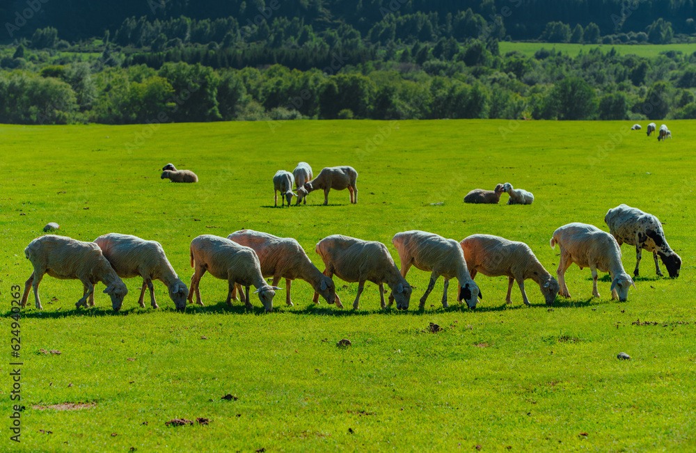 Flock of sheep standing in a row in green pasture high in the mountains