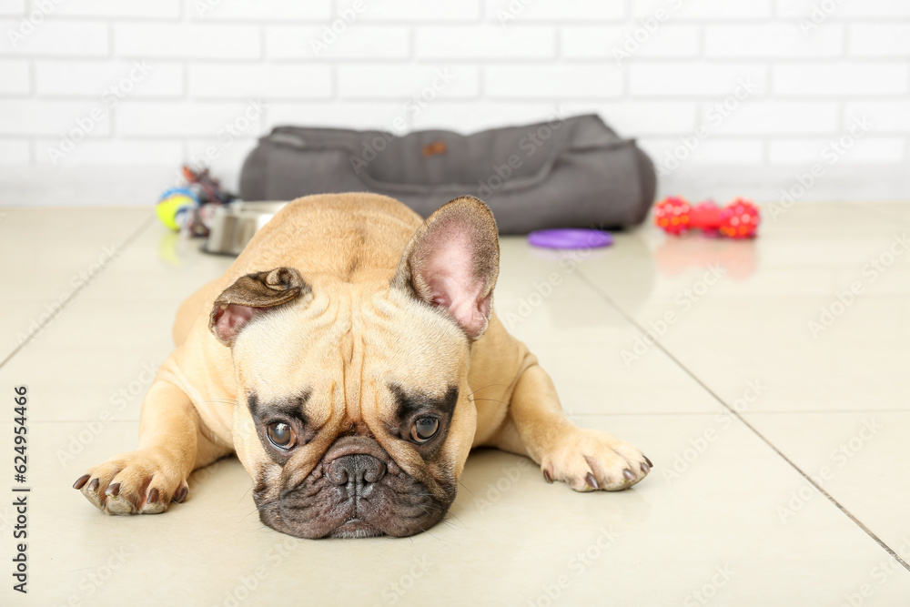 Cute French bulldog lying on floor at home, closeup