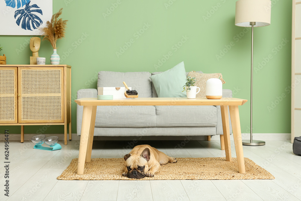 Cute French bulldog lying on carpet under table in living room